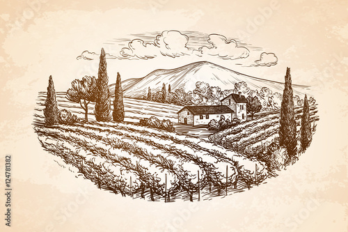 Hand drawn vineyard landscape