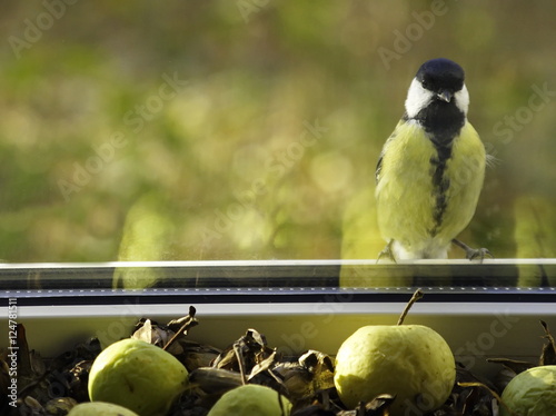 Great tit looking through the window at the flower seeds and apples. Parus major.