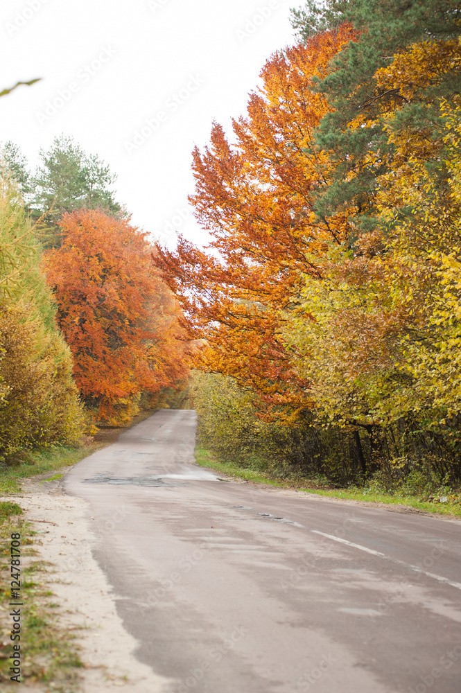 Fototapeta premium Autumn road