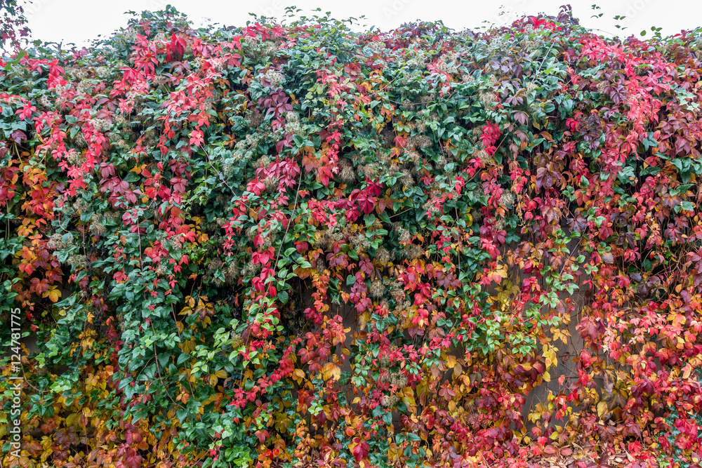Herbstliche Blätter Herbstliche Blätter