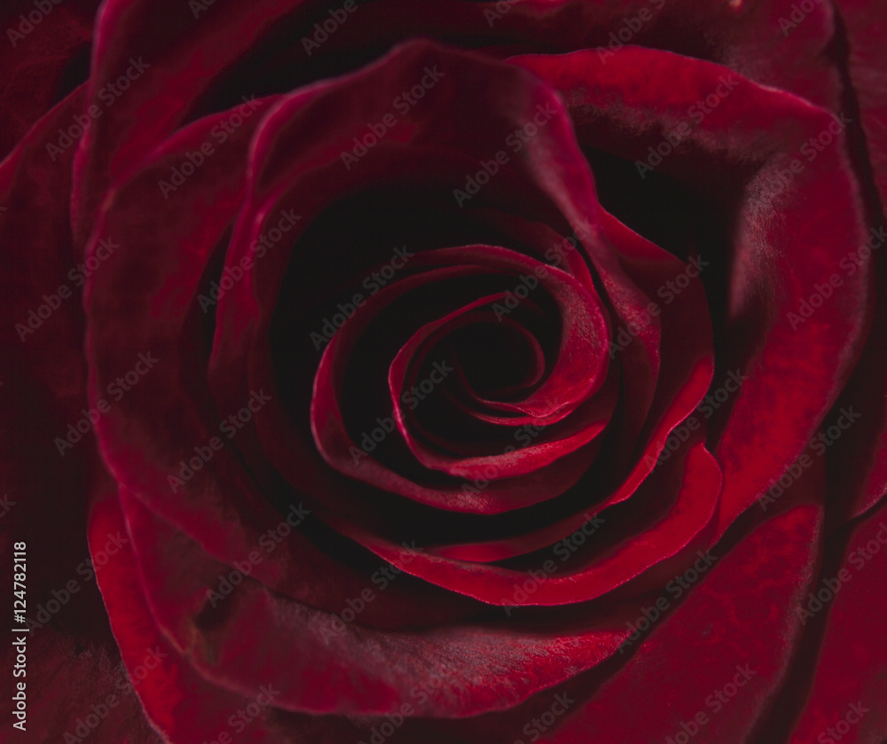 Soft focus red rose Soft focus red rose