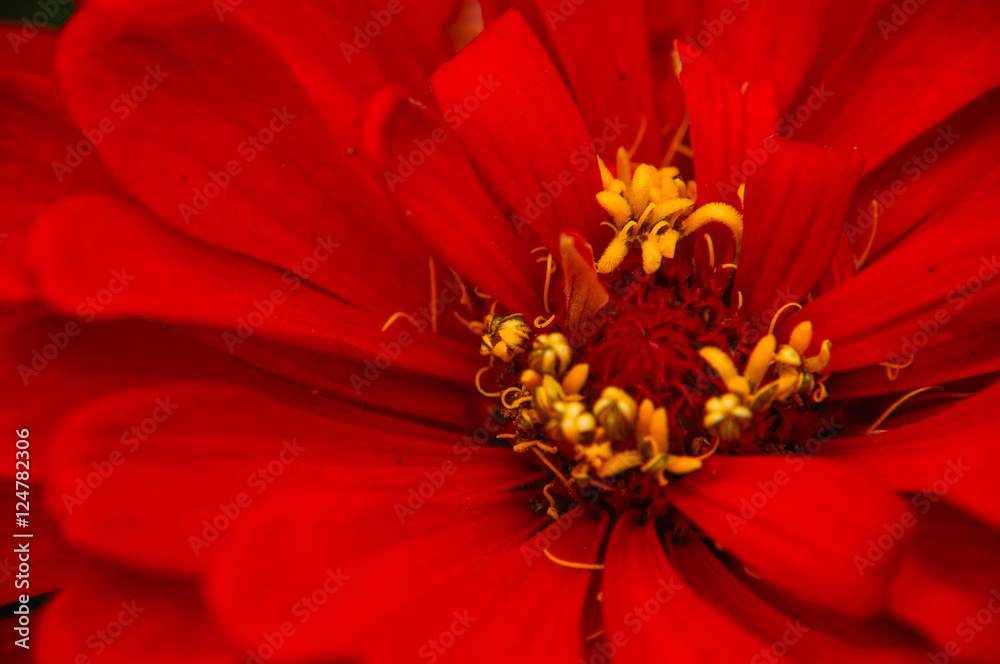 The blossoming gerbera jamesonii flowers closeup in garden The blossoming gerbera jamesonii flowers closeup in garden