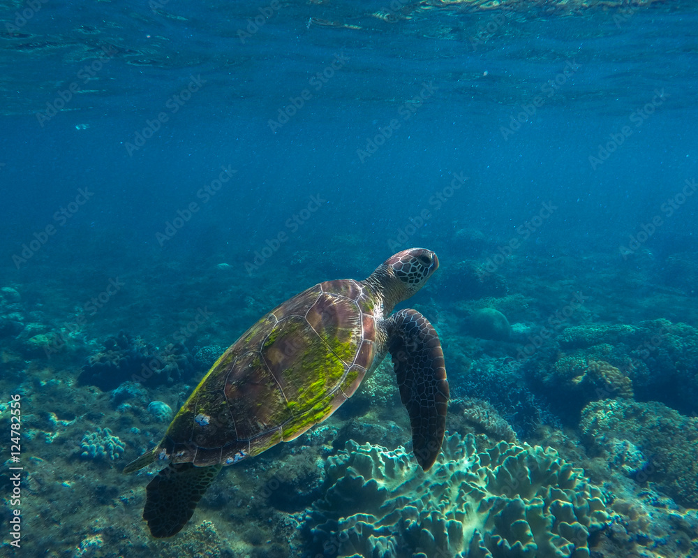 Fototapeta premium Sea turtle closeup. Tropical sea ecosystem. Snorkeling with turtle.