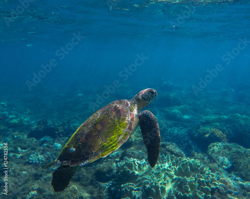 Sea turtle closeup. Tropical sea ecosystem. Snorkeling with turtle. © Elya.Q