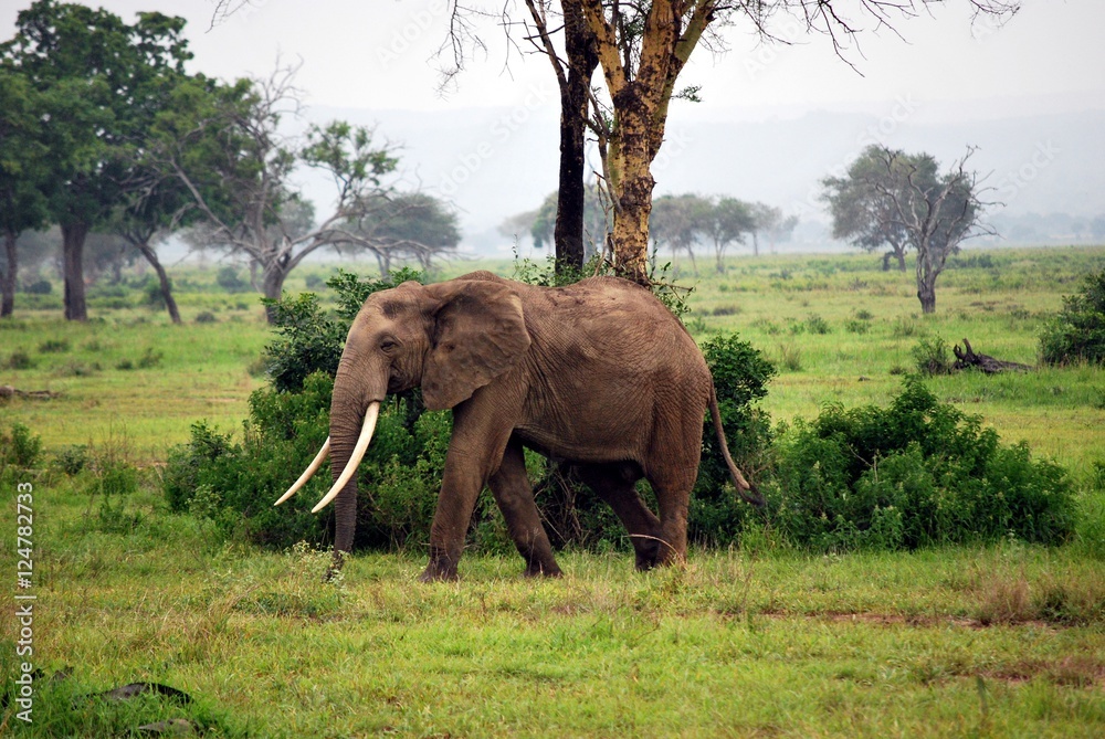 Naklejka premium Elephant isolated in the savanna