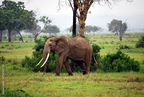 Elephant isolated in the savanna