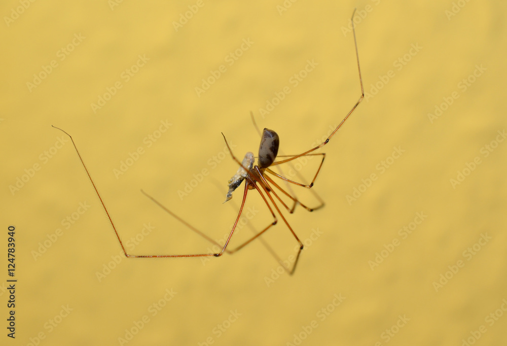 Zitterspinne mit Beute Zitterspinne mit Beute
