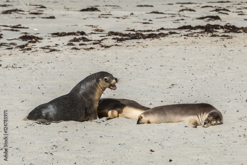 Seals colony on Seal Bay, Kangaroo Island, South Australia © Torsten Pursche