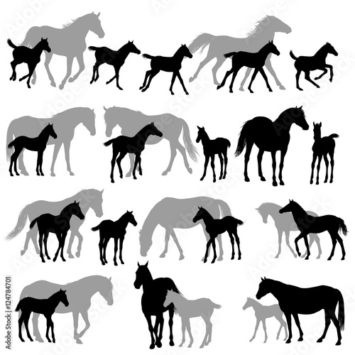 Fototapete Silhouettes isolated on white of horses mares and foals