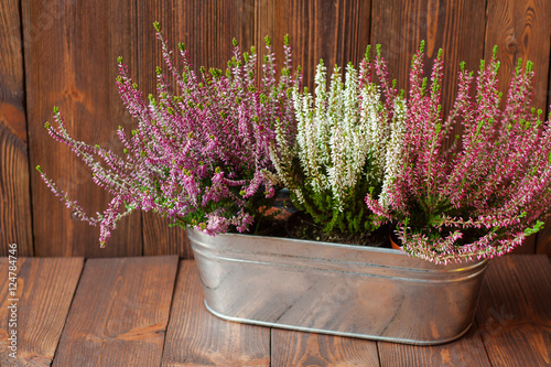 Heathers in a metal flowerpot on wooden boards