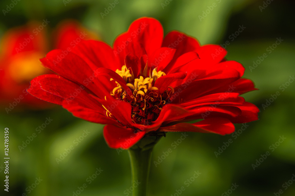 The blossoming gerbera jamesonii flowers closeup in garden The blossoming gerbera jamesonii flowers closeup in garden