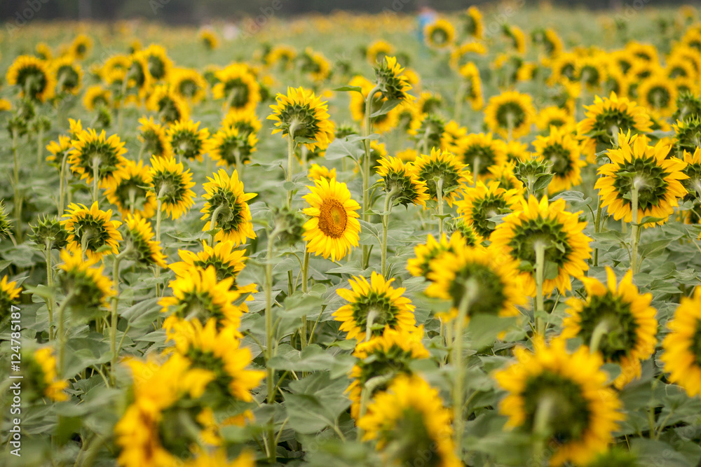 Obraz premium Petulant sunflower