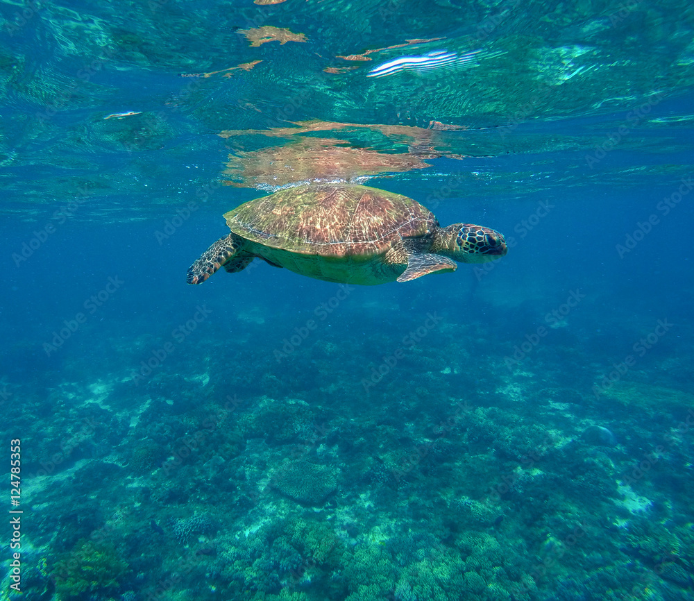 Obraz premium Green sea turtle close photo.