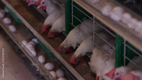 Hens peck at feed in the cells and lay eggs