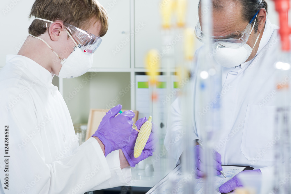 Gentechniker untersuchen Genfood Mais im Labor Gentechniker untersuchen Genfood Mais im Labor