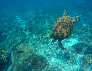 Crédence de cuisine  Sea turtle in blue water.  © Elya.Q