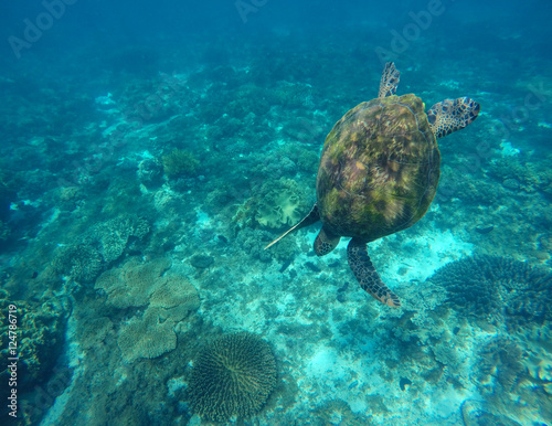 Sea turtle in blue water.