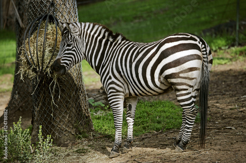 grants-zebra