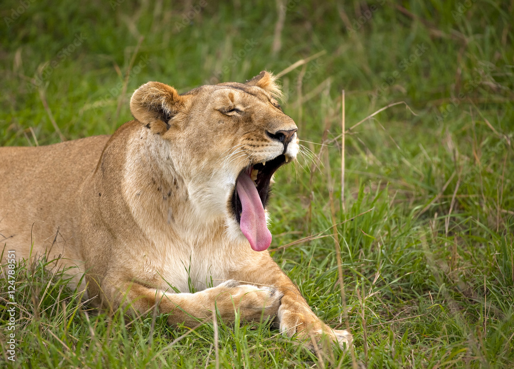 Tired lioness yawning while lying in the grass in Kenya's Masai Mara park Tired lioness yawning while lying in the grass in Kenya's Masai Mara park