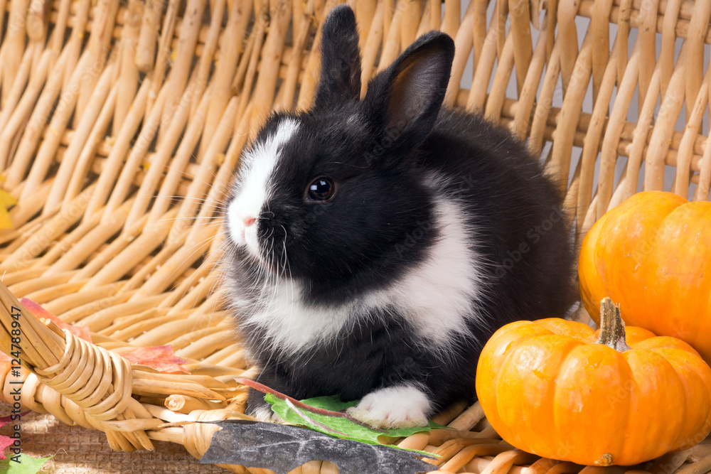 Obraz premium Black and white Dutch rabbit dwarf with small pumpkins. One mont