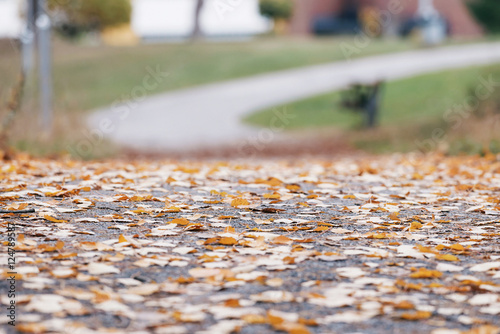 Colorful aspen leaves on a ...