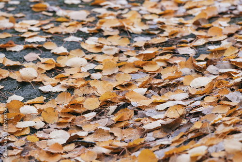 Colorful aspen leaves durin...