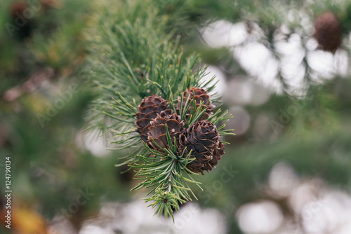 Details of a larch tree (La...