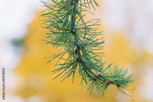 Details of a larch tree (La...