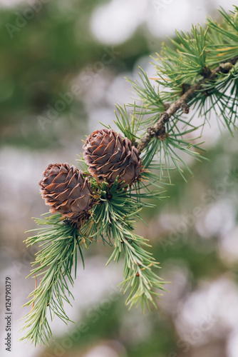 Details of a larch tree (La...