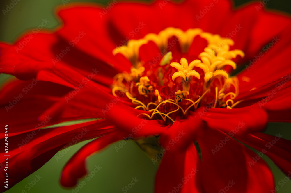 The blossoming gerbera jamesonii flowers closeup in garden 