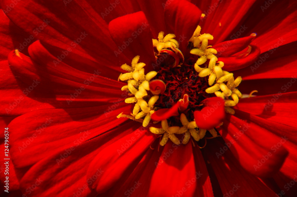 The blossoming gerbera jamesonii flowers closeup in garden The blossoming gerbera jamesonii flowers closeup in garden