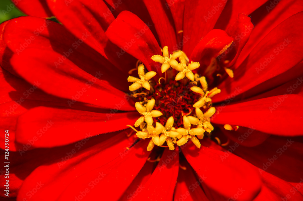 The blossoming gerbera jamesonii flowers closeup in garden The blossoming gerbera jamesonii flowers closeup in garden