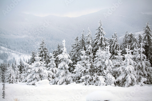 Snow covered pine forest in the mountains