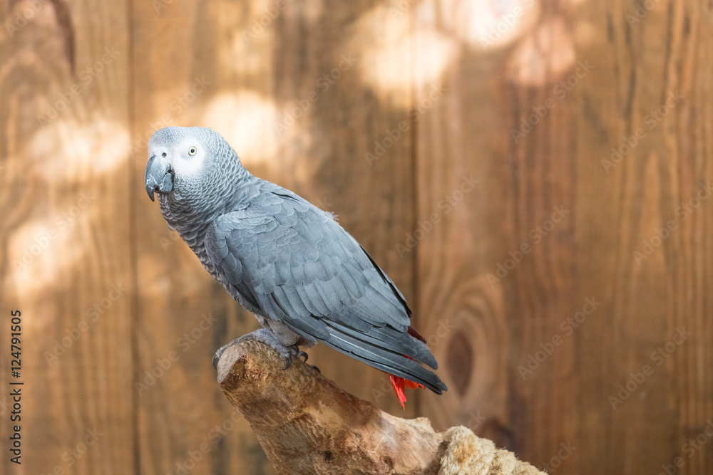 Obraz premium African grey parrot