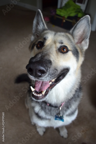 German Shepherd happy