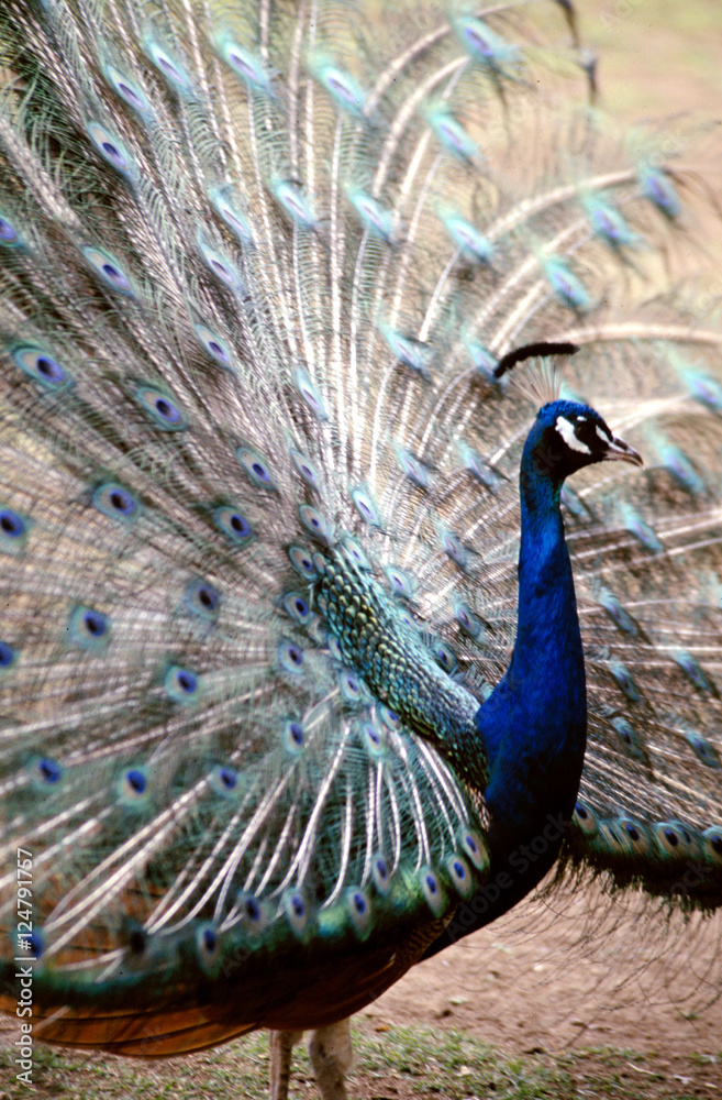 Obraz premium peacock