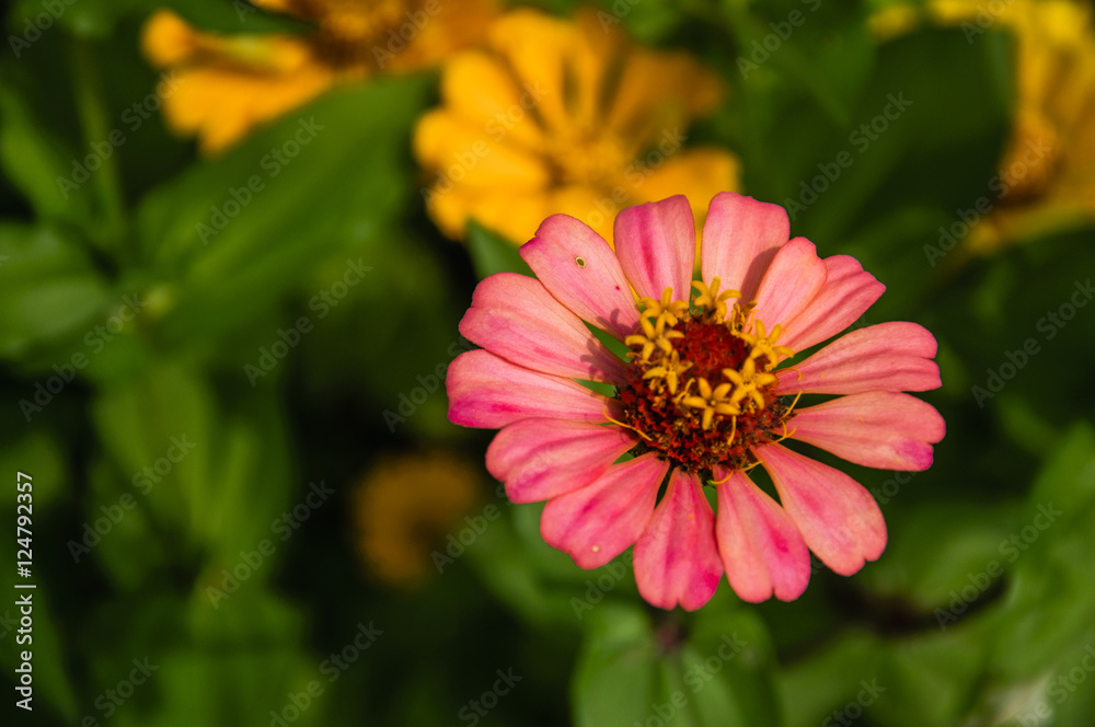 The blossoming gerbera jamesonii flowers closeup in garden The blossoming gerbera jamesonii flowers closeup in garden