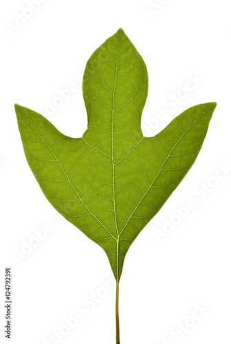 Sassafras albidum