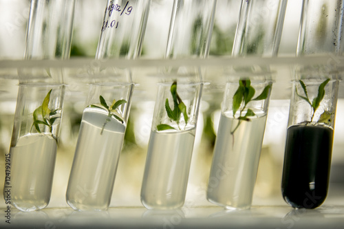 microplants of poplar in vitro