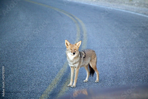 Fotografering coyote
