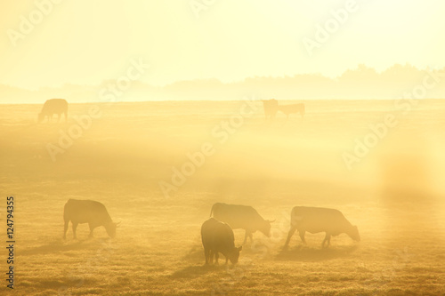 Sunrise field and cows 