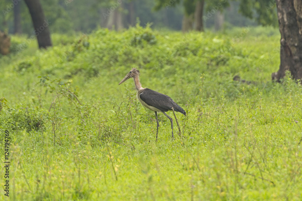 Lesser Adjutant Stork in the Wilds Lesser Adjutant Stork in the Wilds