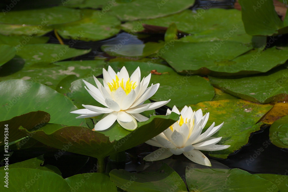水蓮 水蓮