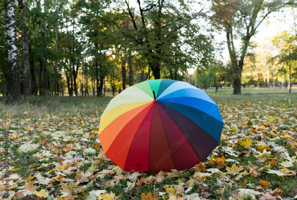 colored umbrella on autumn leaves