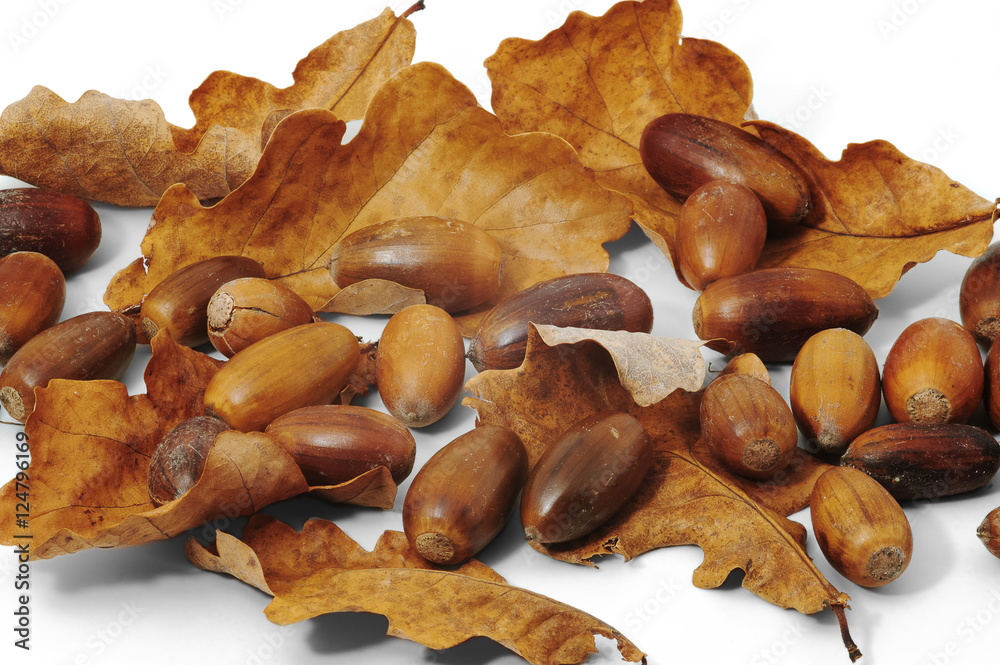 Acorns and dry oak leaves on whjte background Acorns and dry oak leaves on whjte background