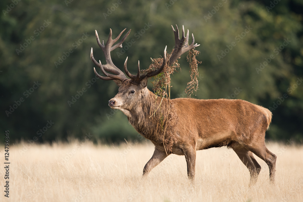 Fototapeta premium Red Deer, Deer, Cervus elaphus - Rut time.