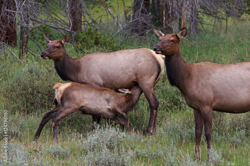 Elk cow nursing young