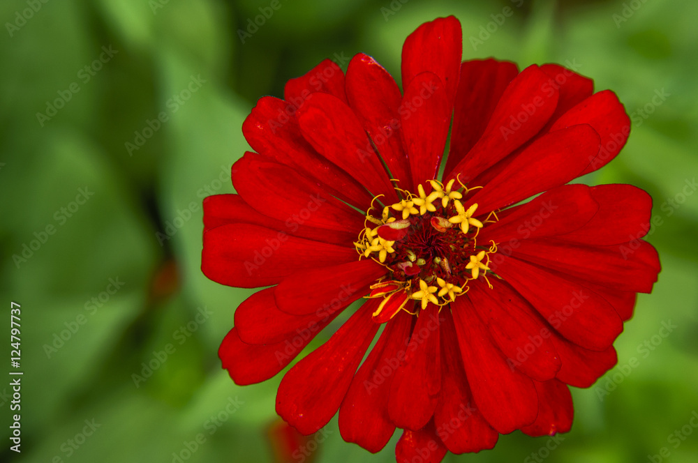 The blossoming gerbera jamesonii flowers closeup in garden The blossoming gerbera jamesonii flowers closeup in garden