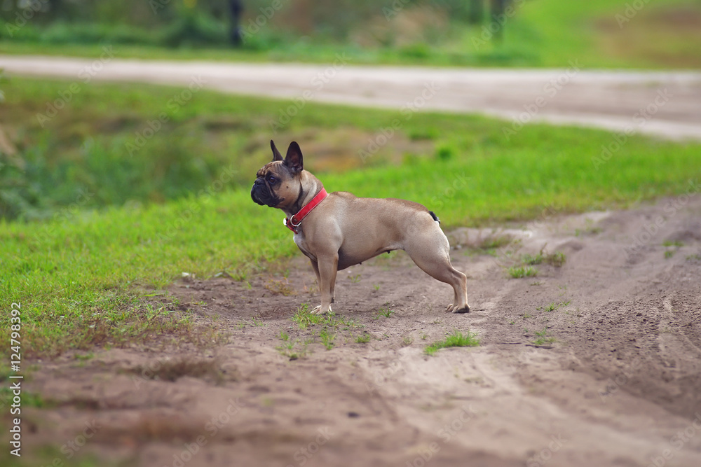 Angry French bulldog with a red collar staying outdoors on a rural road Angry French bulldog with a red collar staying outdoors on a rural road