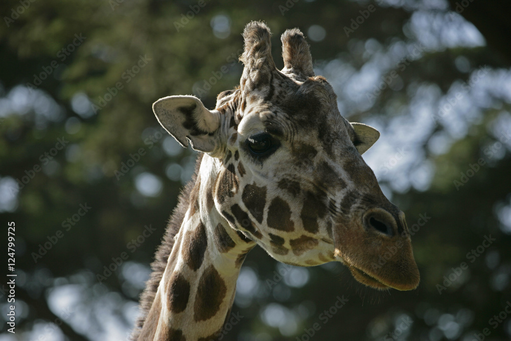 giraffe giraffe
